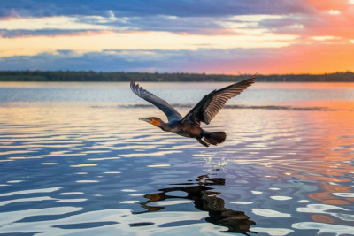 В Якутии начали гнездиться бакланы. Морские птицы могут представлять угрозу местной экосистеме / Нарыйа Пахомова   Республика Саха (Якутия)