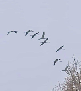 Видео: массовый пролет стай стерхов в Томпонском районе / ЯСИА   