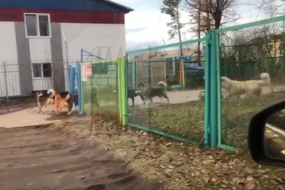 В Якутии стая бродячих собак напала на 12-летнюю девочку / Нарыйа Пахомова   Республика Саха (Якутия)