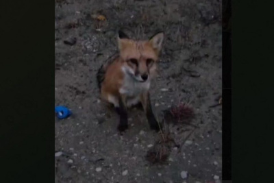 В Якутске отловили лису, бродившую по городу месяц / ЯСИА Якутск Якутск Республика Саха (Якутия)
