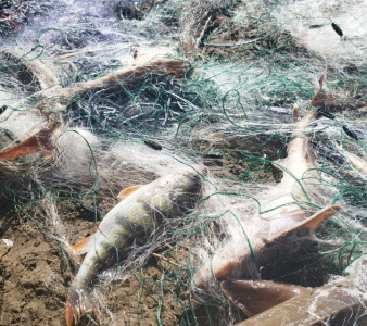 До двух лет лишения свободы грозит иностранцу за вылов осетра в Якутии / ЯСИА   Республика Саха (Якутия)