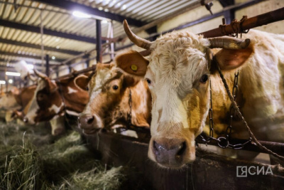 В Якутии владельцев скота призывают проверить прививочный статус / Саина Титова   