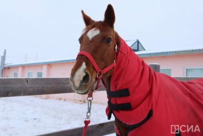 В Якутске могут увеличить финансирование иппотерапии для реабилитации детей-инвалидов / ЯСИА Якутск Якутск Республика Саха (Якутия)