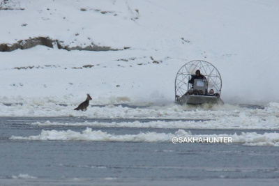 В Якутии на замерзающей реке спасли косулю / ЯСИА   Республика Саха (Якутия)