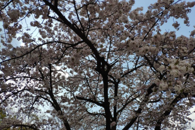 Фестиваль корейской культуры пройдет в Якутске / ЯСИА Якутск Якутск Республика Саха (Якутия)