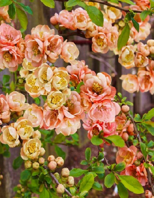 Айва японская (Хеномелис) Гейша Герл 1 шт Р9