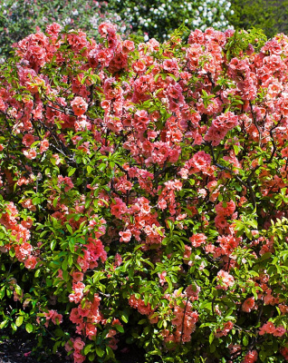 Айва японская (Хеномелис) Камео 1 шт Р9