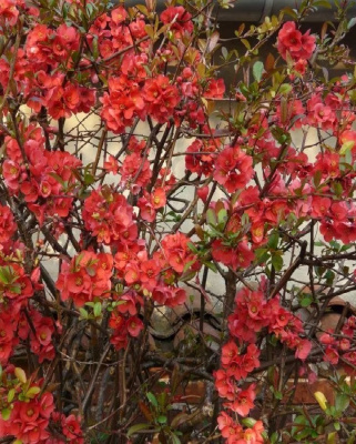 Айва японская (Хеномелис) Румба Грандифлора 1 шт Р9