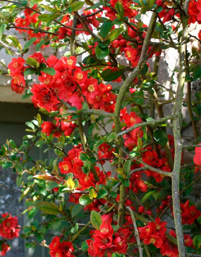 Айва японская (Хеномелис) Файр Данс 1 шт Р9