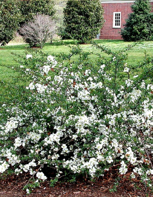 Айва японская (Хеномелис) Джет Трейл 1 шт Р9