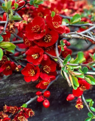 Айва японская (Хеномелис) Елли Моссел 1 шт Р9