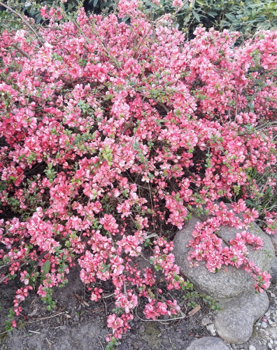 Айва японская (Хеномелис) Пинк Трейл 1 шт Р9