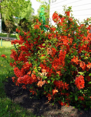 Айва японская (Хеномелис) Боуль де Фе 1 шт Р9