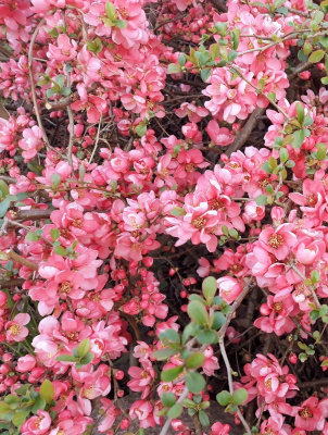 Айва японская (Хеномелис) Пинк Квин 1 шт Р9