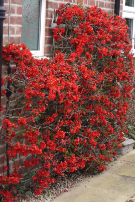 Айва японская (Хеномелис) Кримсон энд Голд 1 шт Р9