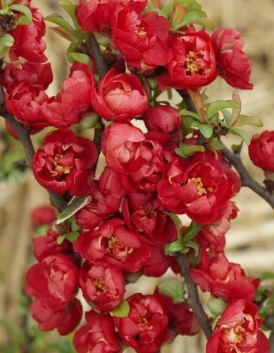 Айва японская (Хеномелис) Ред Джой 1 шт Р9