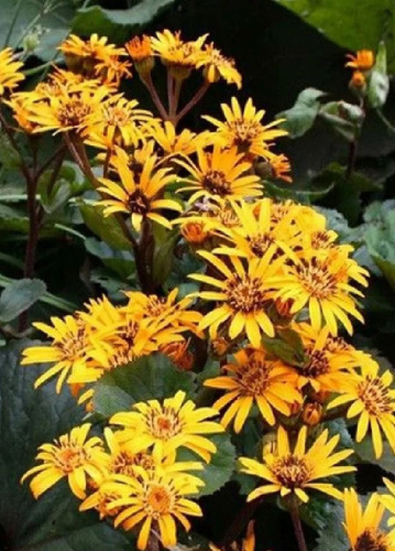 Бузульник зубчатый Дездемона