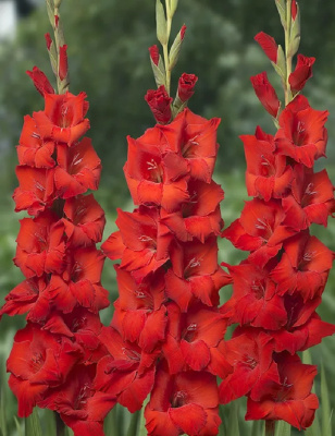 Гладиолус Бонфайр 1шт (АКЦИЯ)