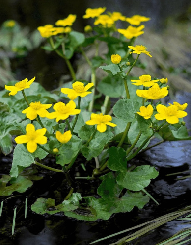 Калужница болотная