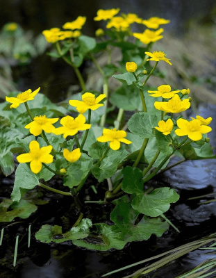 Калужница болотная