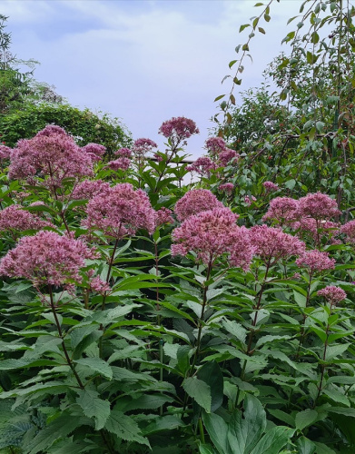 Посконник пятнистый Атропурпуреа