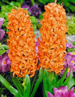 Гиацинт Джипси Куин