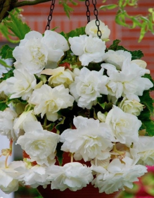 Бегония Ампельная Белая