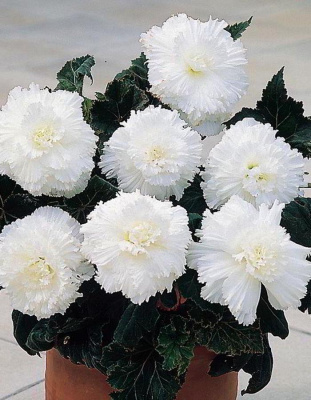 Бегония Бахромчатая Белая