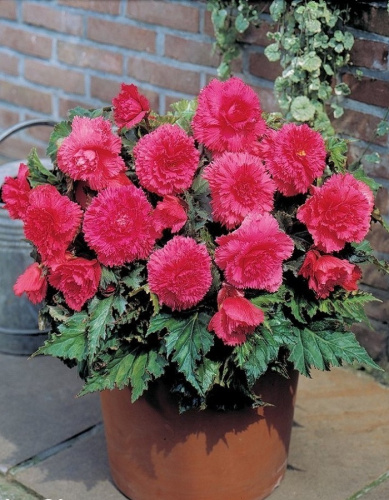 Бегония Бахромчатая Розовая