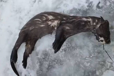 В Якутии рыбаку на крючок попался неожиданный зверь / Саина Титова   Республика Саха (Якутия)