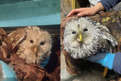 Якутянин спас раненую сову, угодившую в капкан / Нарыйа Пахомова   