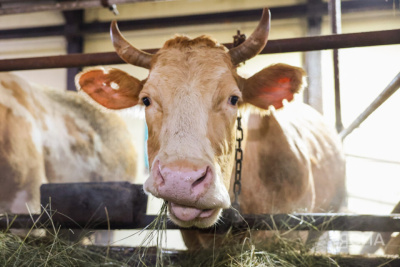 В Якутии не выявили новых случаев пастереллёза / ЯСИА   