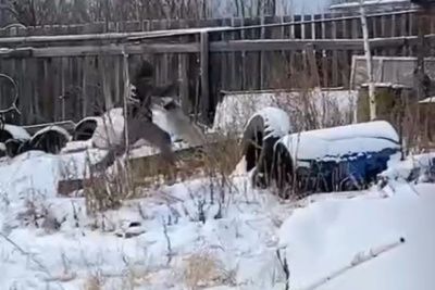 В Якутии полицейские установили личность мужчины, избивавшего собаку на привязи / ЯСИА   Республика Саха (Якутия)