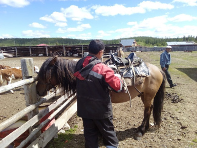 Учет животных - это обязанность владельца /    