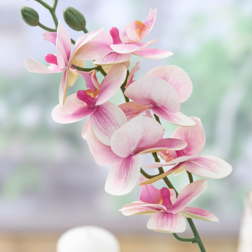 Цветок Утро/Mattinata