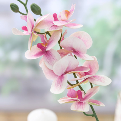 Цветок Утро/Mattinata