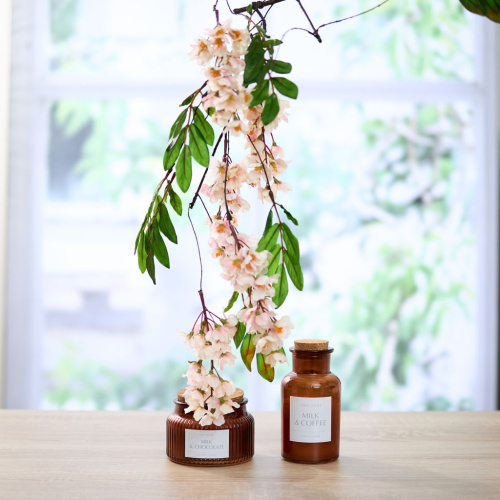 Ветвь Абриола/Abriola