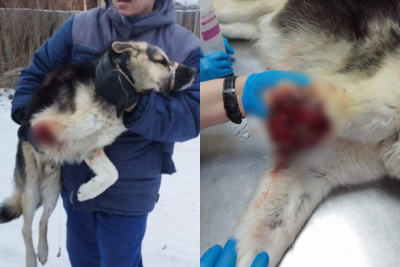 Якутские волонтеры спасли бездомную собаку с оторванной лапой. Животное угодило в силок на зайца / Нарыйа Пахомова   