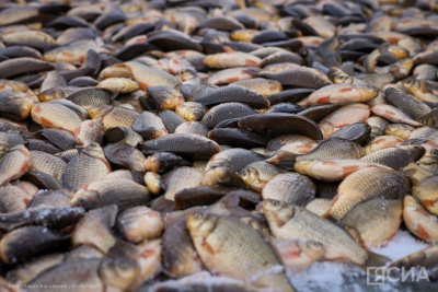 Районы Якутии передали часть улова с традиционной подледной рыбалки бойцам СВО / ЯСИА   Республика Саха (Якутия)