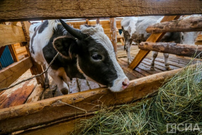 Эпизоотическая ситуация в Якутии стабильна: случаев пастереллеза не выявлено / ЯСИА   