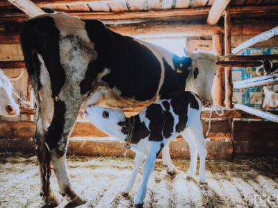 В Якутии с 2027 года расширят полномочия районов по поддержке сельского хозяйства