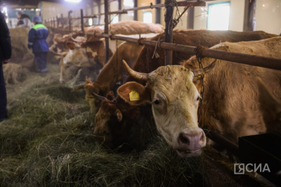 В Якутии проводятся мероприятия по предотвращению распространения пастереллеза / ЯСИА   