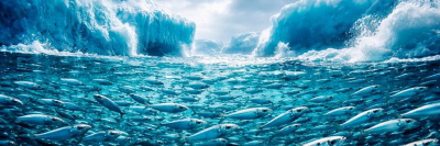 Из-за глобального потепления рыба станет мельче /    