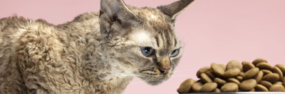 Создан первый кошачий корм из искусственного мяса /    