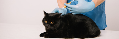 В России может появиться налоговый вычет за лечение животных /    