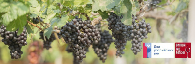 Дан старт Всероссийской акции «Дни российских вин» /    