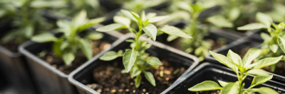 Названы виды самой популярной рассады /    