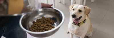 В Австрии исследовали корм для собак из насекомых /    