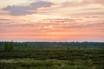 «Таас-Юрях Нефтегазодобыча» высадила более 500 тысяч сеянцев сосны в Якутии / ЯСИА   Республика Саха (Якутия)