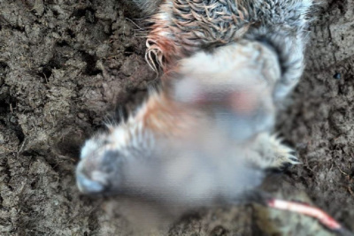 В селе Юрюнг-Хая Анабарского района забили двухголового оленя / Мария Горохова   